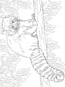 Red Panda coloring page - picture 18