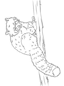 Red Panda coloring page - picture 2