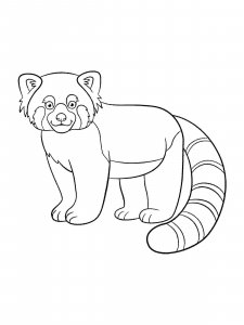 Red Panda coloring page - picture 3