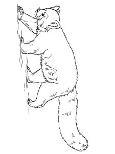 Red Panda coloring page - picture 7
