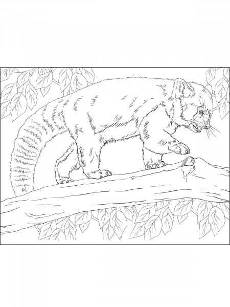 Red Panda coloring pages