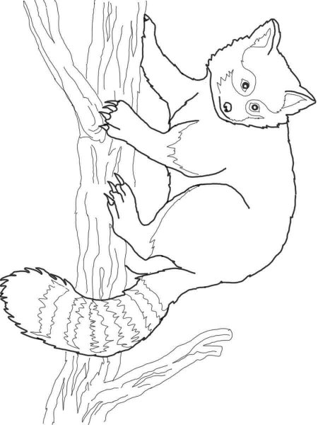 Red Panda coloring pages