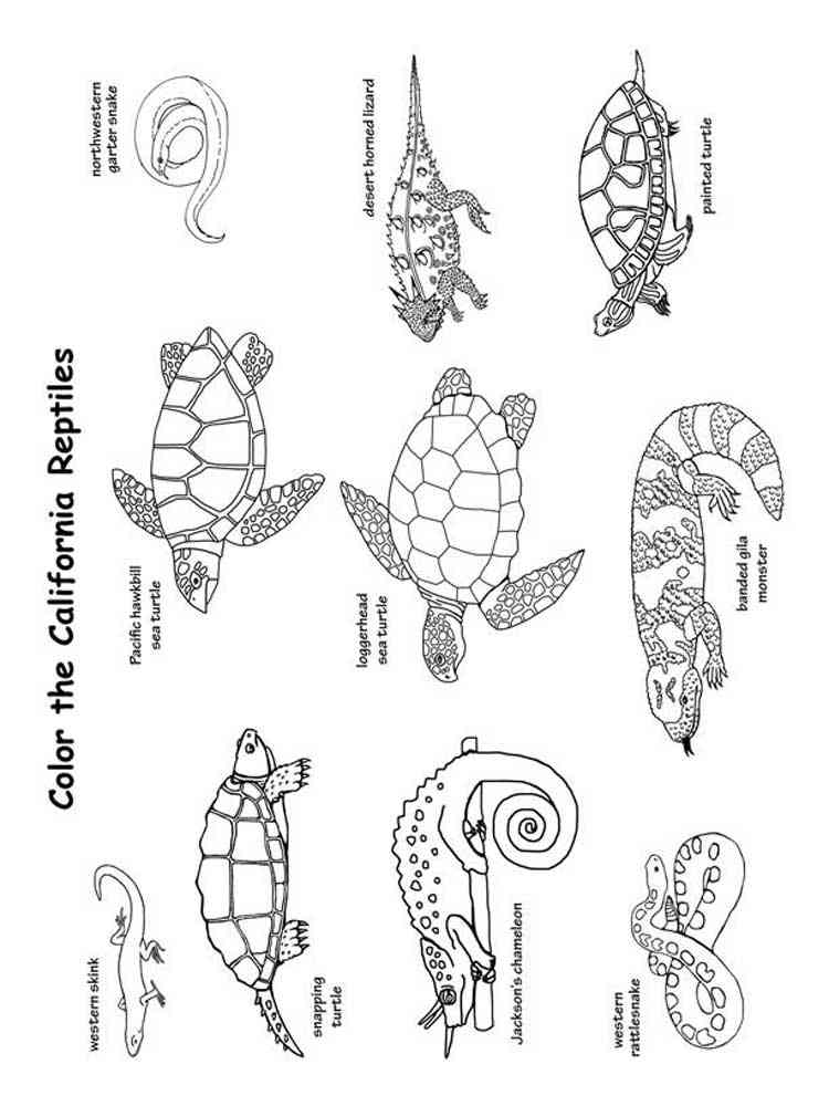 Reptile Coloring Pages Printable