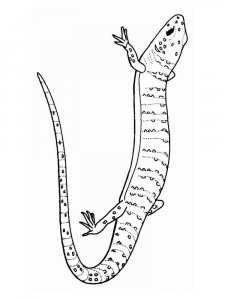 Reptile coloring page - picture 15