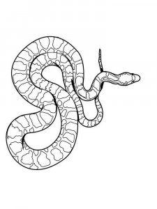 Reptile coloring page - picture 17