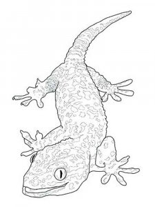 Reptile coloring page - picture 20