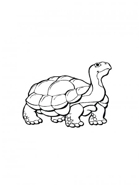 Reptile coloring pages