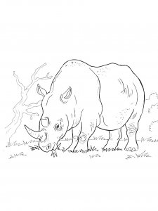 Rhino Coloring Pages 20
