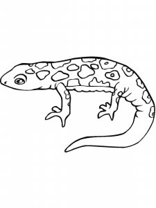 Salamander coloring page - picture 10