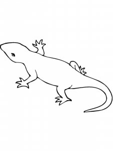 Salamander coloring page - picture 11