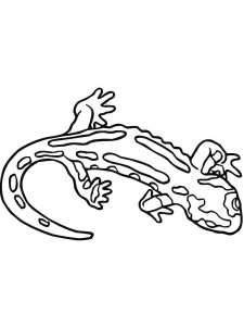 Salamander coloring page - picture 12