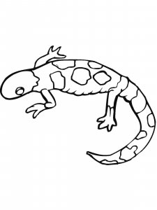 Salamander coloring page - picture 13