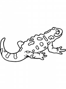 Salamander coloring page - picture 14