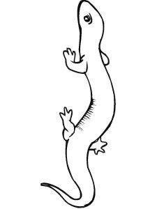Salamander coloring page - picture 16