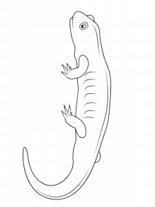 Salamander coloring page - picture 19