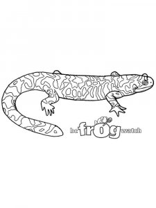 Salamander coloring page - picture 2