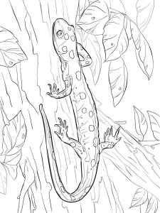 Salamander coloring page - picture 20
