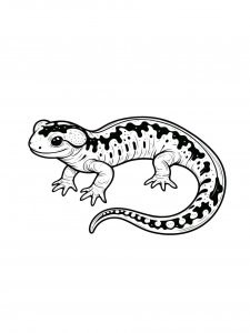 Salamander Coloring Pages 26