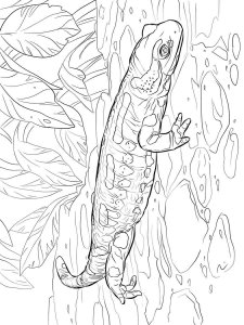 Salamander coloring page - picture 3