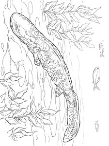 Salamander coloring page - picture 4
