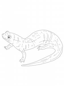 Salamander coloring page - picture 5