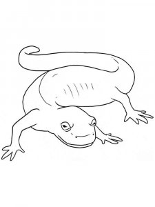 Salamander coloring page - picture 6
