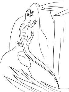 Salamander coloring page - picture 7