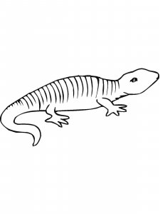 Salamander coloring page - picture 8