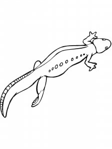 Salamander coloring page - picture 9