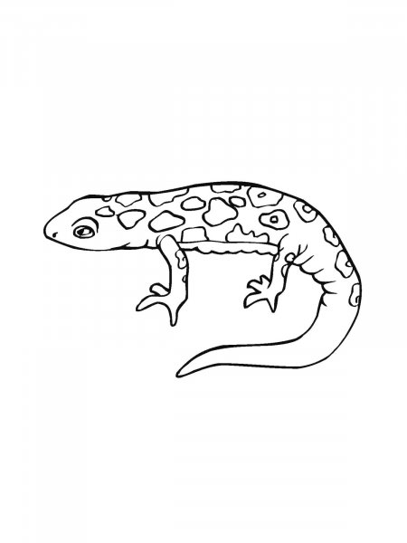 Salamander coloring pages