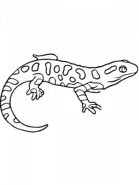 Salamander coloring pages