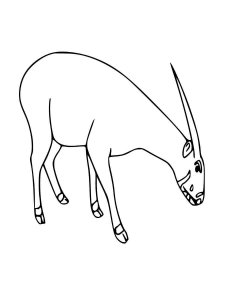 Saola coloring page - picture 2
