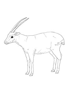 Saola coloring page - picture 5