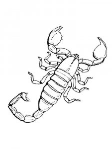 Scorpion coloring page - picture 12