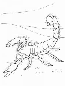 Scorpion coloring page - picture 14