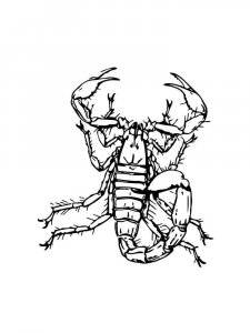 Scorpion coloring page - picture 17