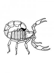 Scorpion coloring page - picture 19