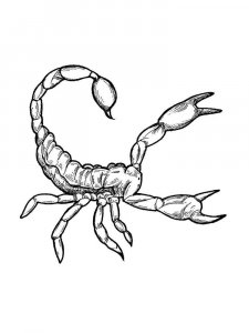 Scorpion coloring page - picture 20
