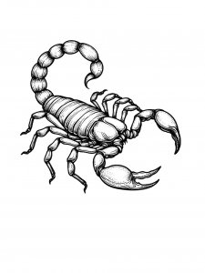 Scorpion Coloring Pages 32