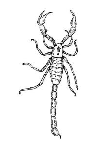Scorpion coloring page - picture 4