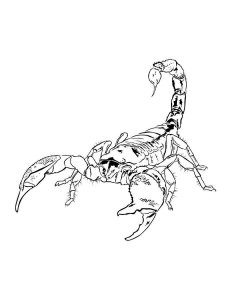 Scorpion coloring page - picture 5