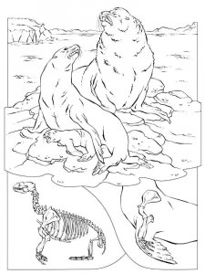 Sea Lion coloring page - picture 1