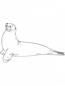 Sea Lion coloring page - picture 10