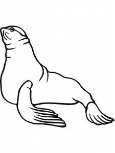 Sea Lion coloring page - picture 11