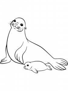 Sea Lion coloring page - picture 12