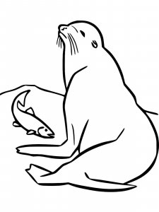 Sea Lion coloring page - picture 13