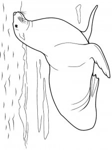 Sea Lion coloring page - picture 15