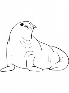 Sea Lion coloring page - picture 16