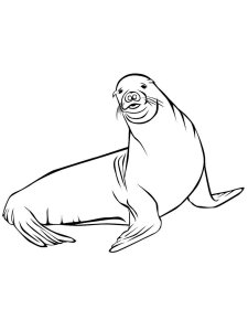 Sea Lion coloring page - picture 2