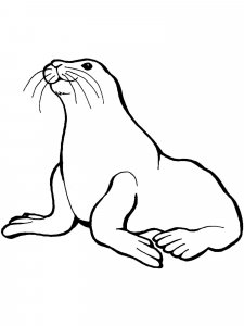 Sea Lion coloring page - picture 3